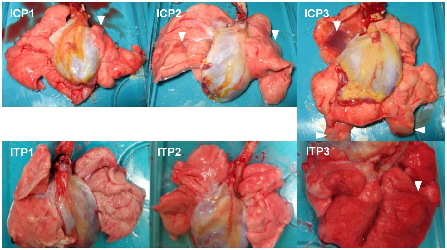 Gross pathological changes of the lungs of immunosuppressed and peramivir-treated macaques infected with VN3040.