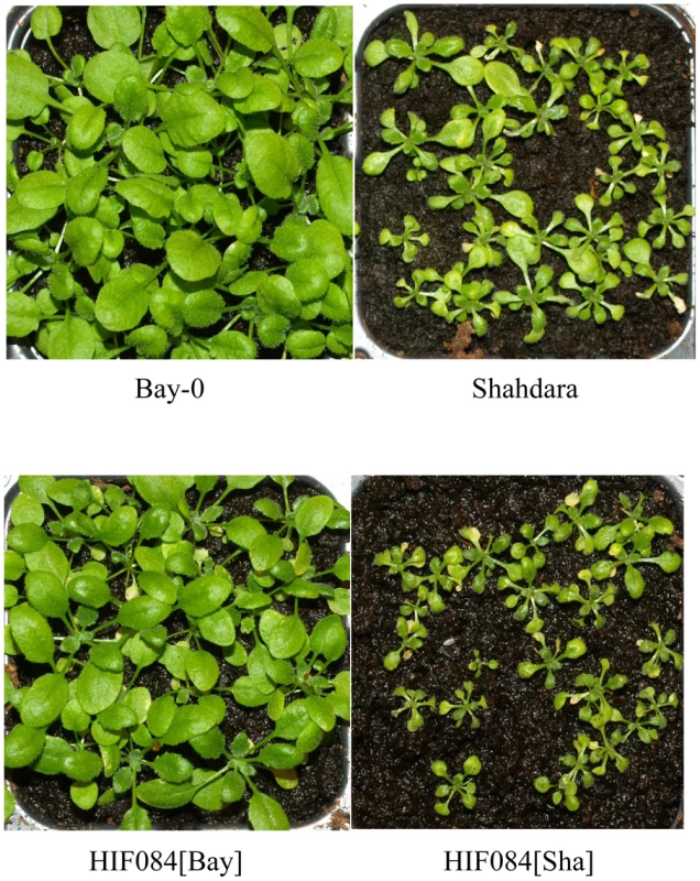 Acidic peatmoss substrate induces severe growth defect linked to the Shahdara allele.