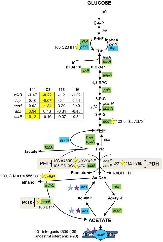Gene expression and SNPs among loci that mediate glycolysis and fermentation.