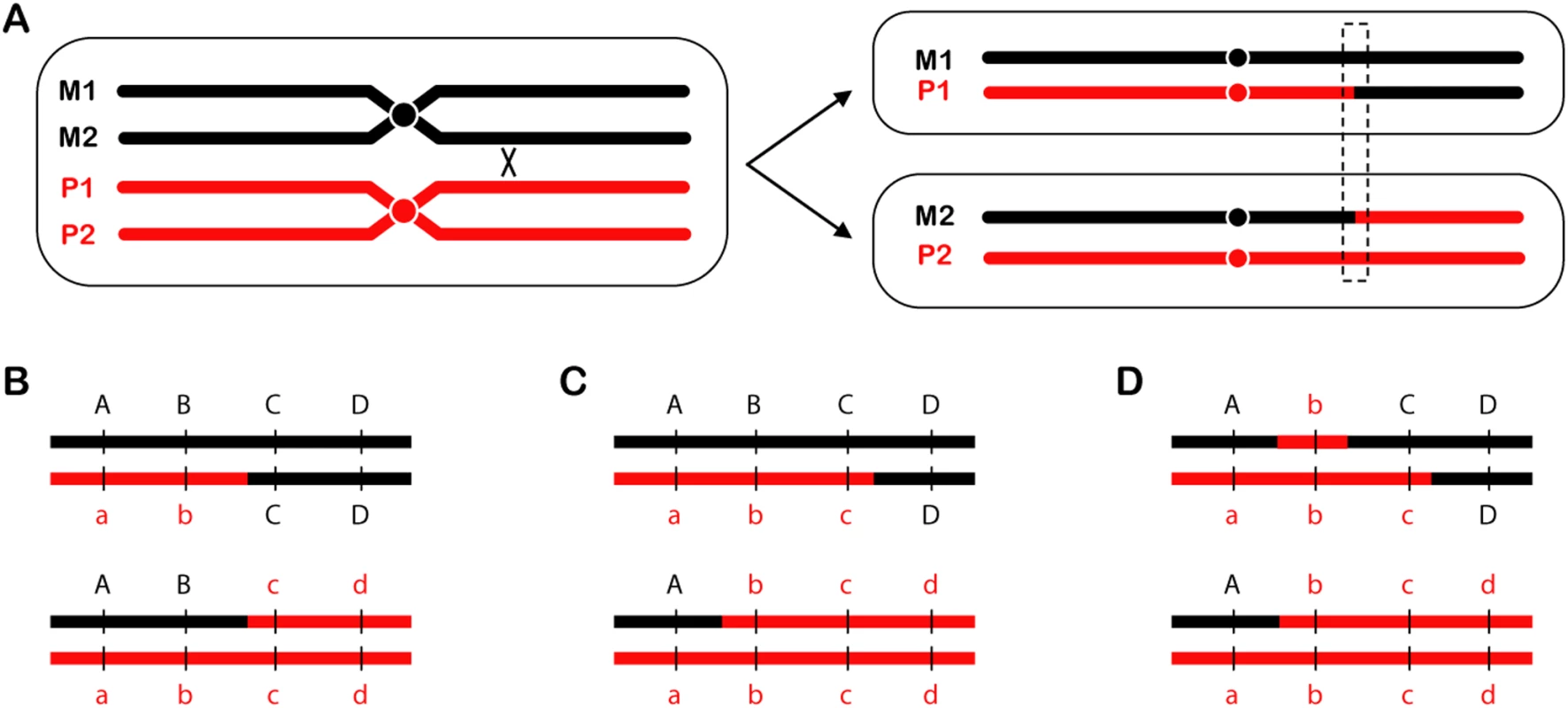 Reciprocal crossovers and gene conversion.