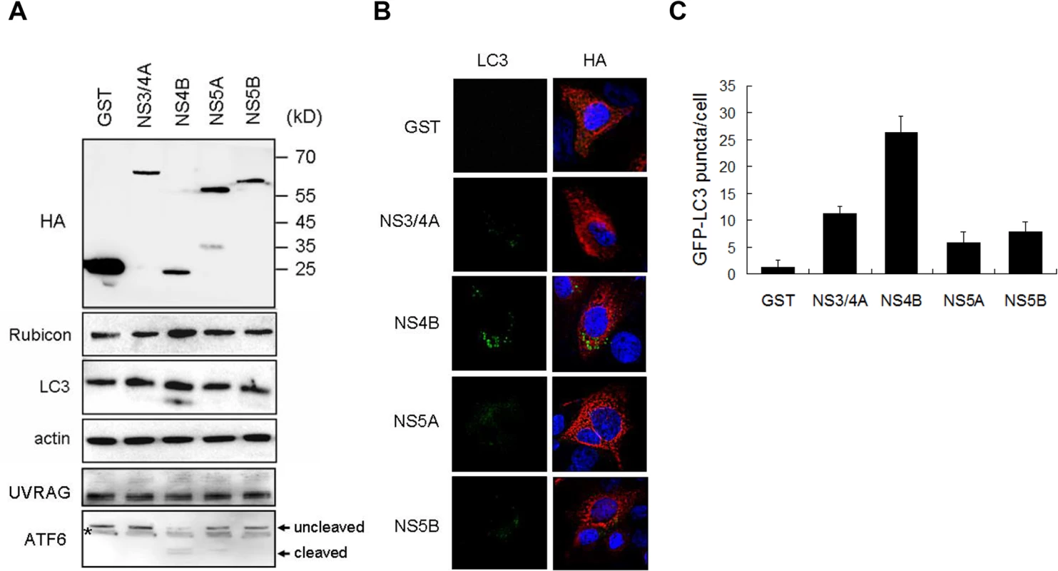Effects of HCV nonstructural proteins on the induction of Rubicon and autophagosomes.