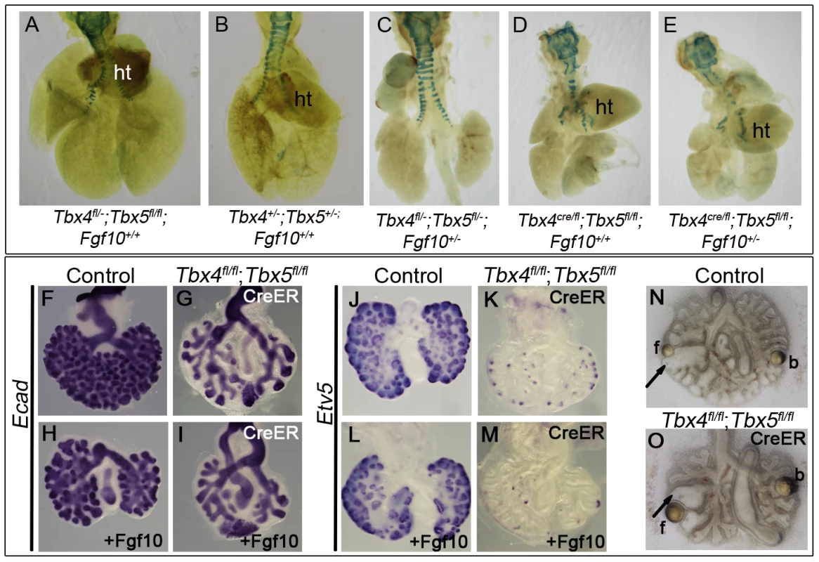 <i>Tbx4</i> and <i>Tbx5</i> interact with <i>Fgf10</i>, but FGF10 fails to rescue <i>Tbx4-</i> and <i>Tbx5</i>-deficient lungs.
