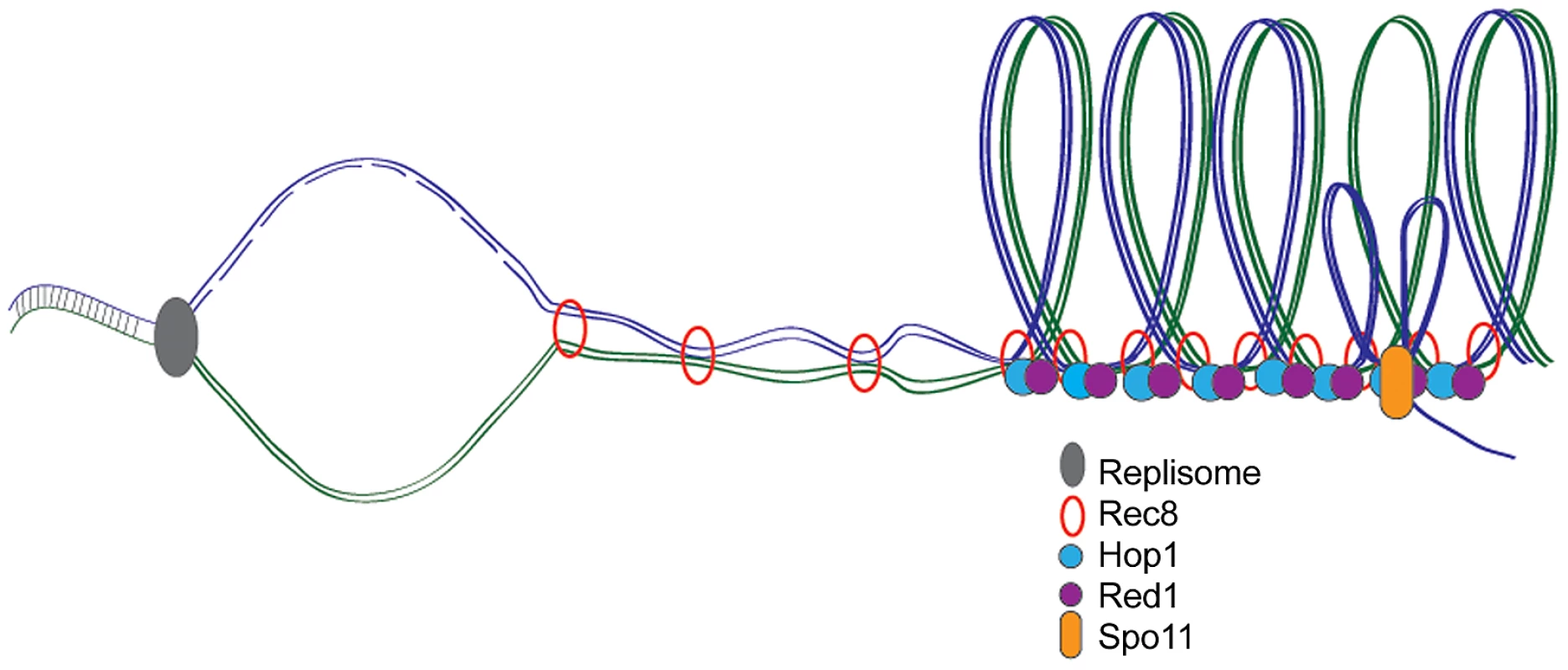 Meiotic DNA replication, chromosome axes, and DSB formation.
