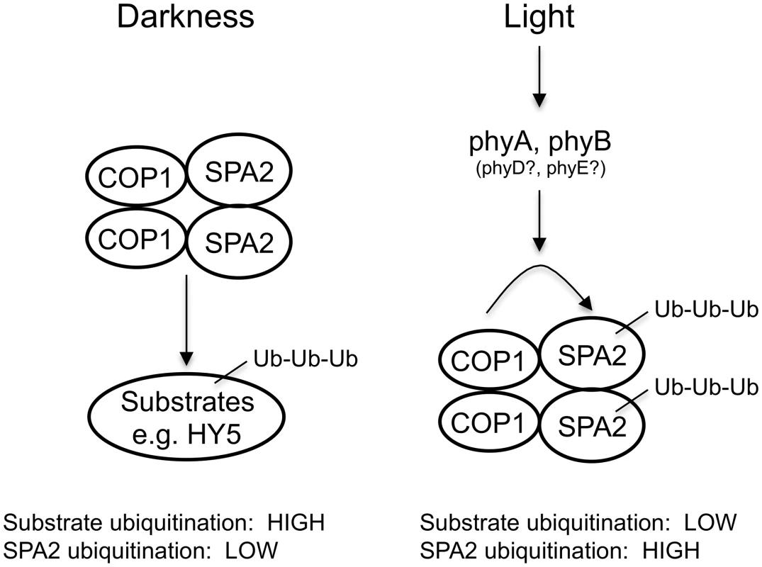 Model for the effect of light on the ubiquitination activities of the COP1/SPA2 E3 ubiquitin ligase.