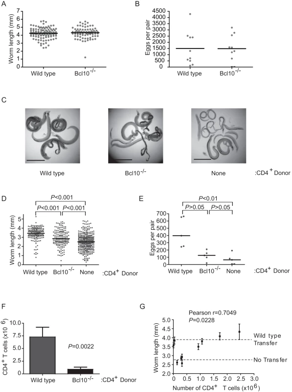 TCR signaling in CD4<sup>+</sup> T cells is dispensable for <i>S. mansoni</i> development.