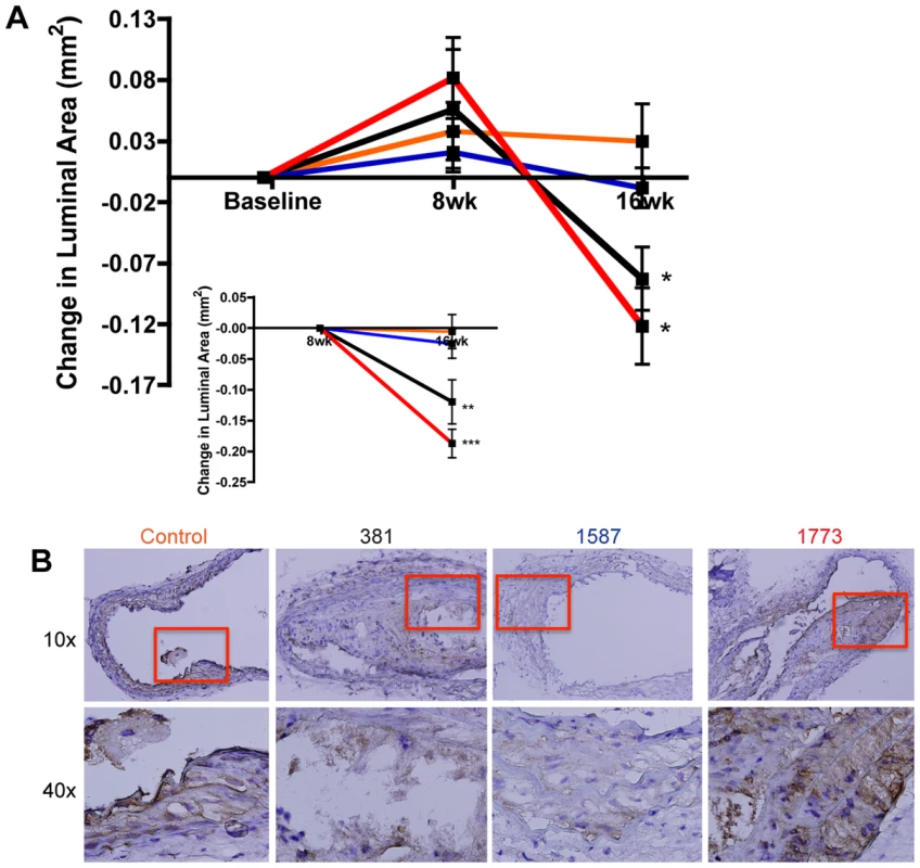 Expression of immunologically silent or antagonistic lipid A structures exacerbates atherosclerotic plaque progression in the innominate artery.