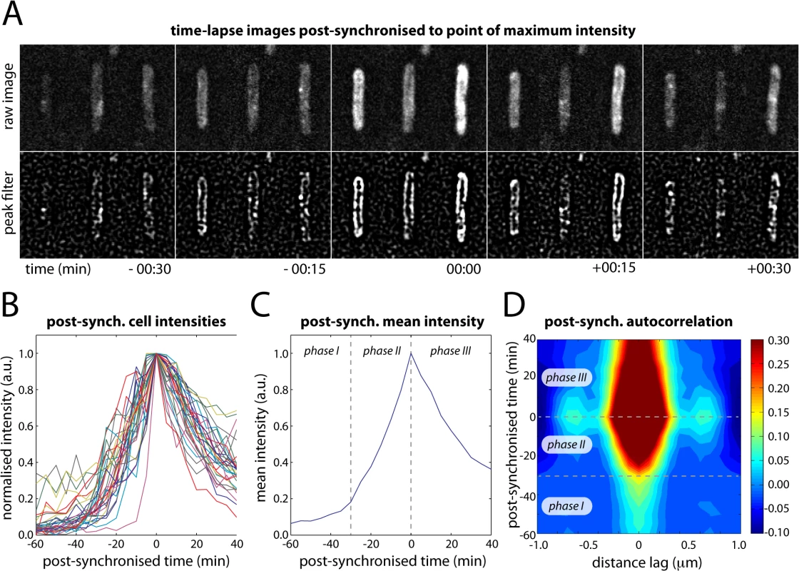 Post-synchronization of individual cells within time-lapse series (EAW282).