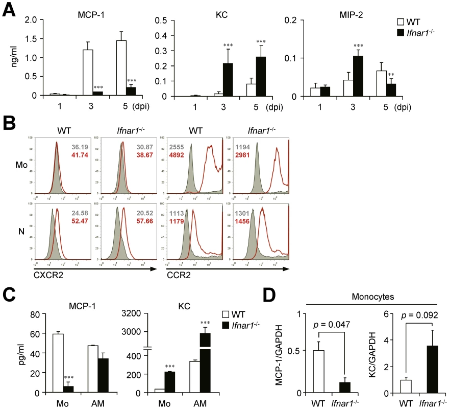 <i>Ifnar1</i><sup>−/−</sup> mice produce significantly lower MCP-1 and higher KC than WT mice.