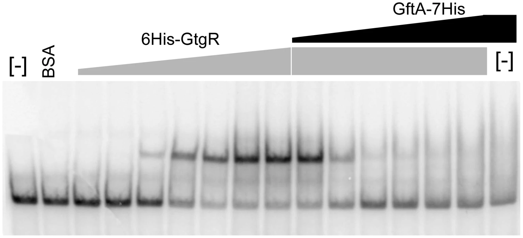 Gel-shift assay with purified GftR and GftA proteins.