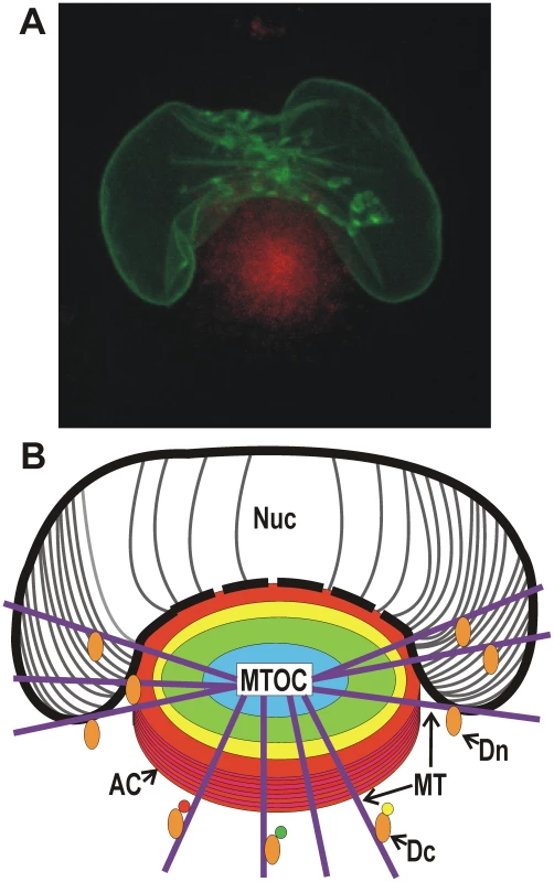 Microscopic and diagrammatic representations of the assembly compartment and nucleus in an HCMV-infected cell.
