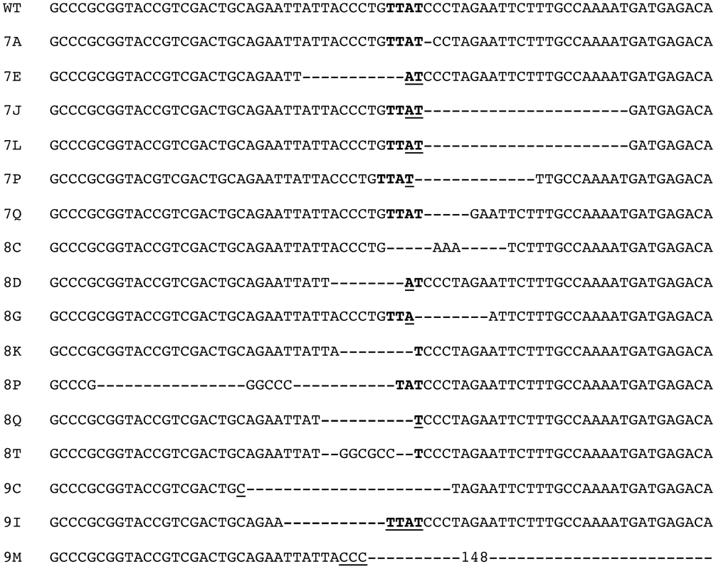 DNA sequence analysis of recombination junctions involved in the formation of GCRs in DsRed<sup>+</sup> subclones.