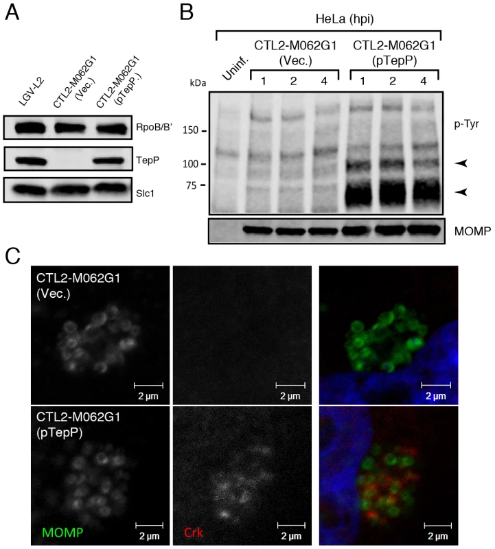 Genetic complementation of a <i>Chlamydia tepP</i> mutant restores the normal tyrosine-phosphorylation pattern of multiple proteins and rescues Crk recruitment to nascent inclusions.