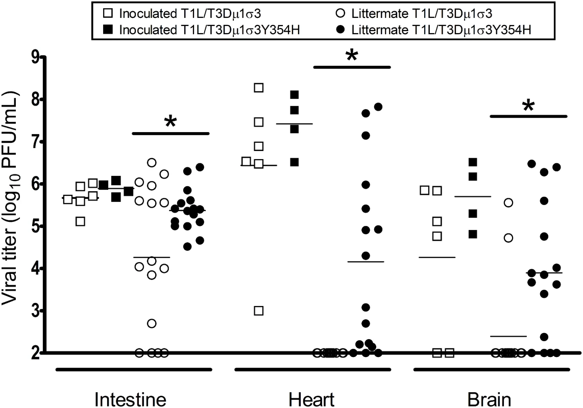 The σ3-Y354H mutation is associated with higher viral loads after transmission of reovirus between littermates.