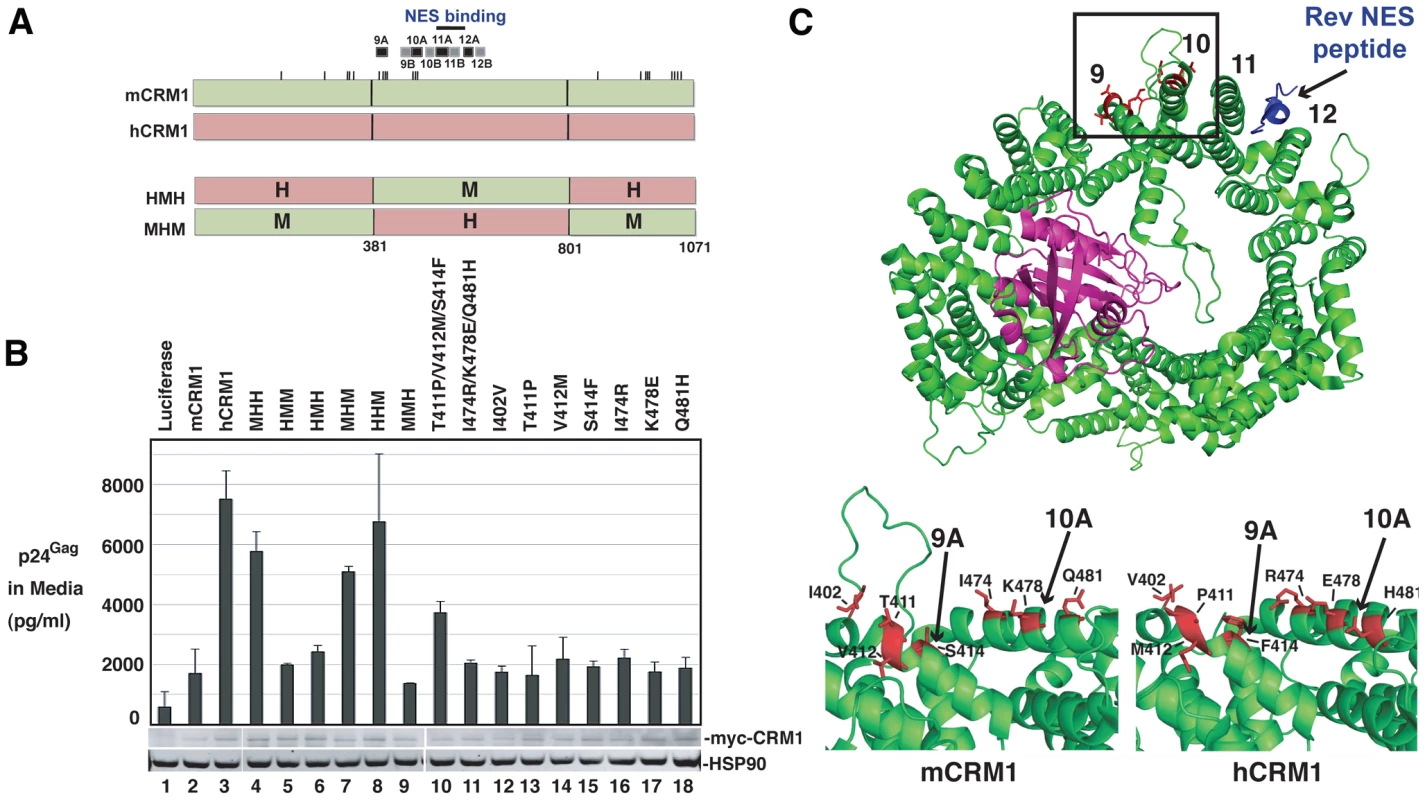 A species-specific determinant within hCRM1 is necessary for efficient HIV-1 virus production.