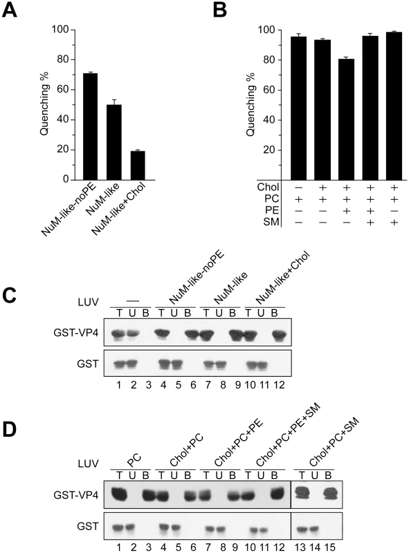 Activity of VP4 is dependent upon the lipid composition of the membranes.