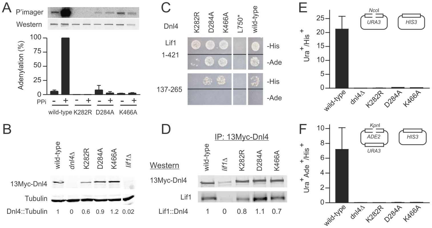Dnl4 catalytic mutations severely impair auto-adenylation and c-NHEJ efficiency.