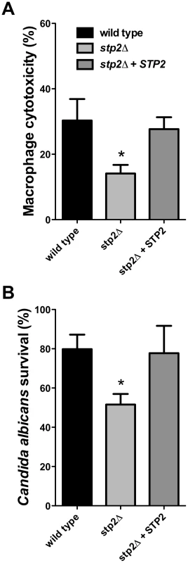 Cells lacking <i>STP2</i> show reduced survival during phagocytosis and reduced capacity to kill RAW264.7 macrophages.