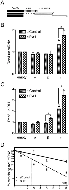 The γ portion of <i>p21</i> mRNA 3′UTR modulates the stability of the mRNA that is potentiated by FXR1P depletion.
