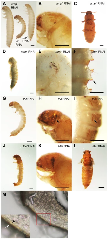 Phenotypic effect of dsRNA injections in fifth instar larvae.