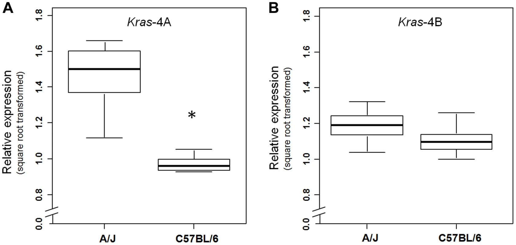 <i>Kras</i>-4A is expressed at higher levels in susceptible (A/J) than resistant (C57BL/6) strains.