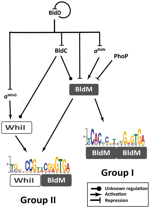 Schematic representation summarizing the regulatory network involved in controlling BldM and WhiI expression and the activation of Group-I and Group-II genes.