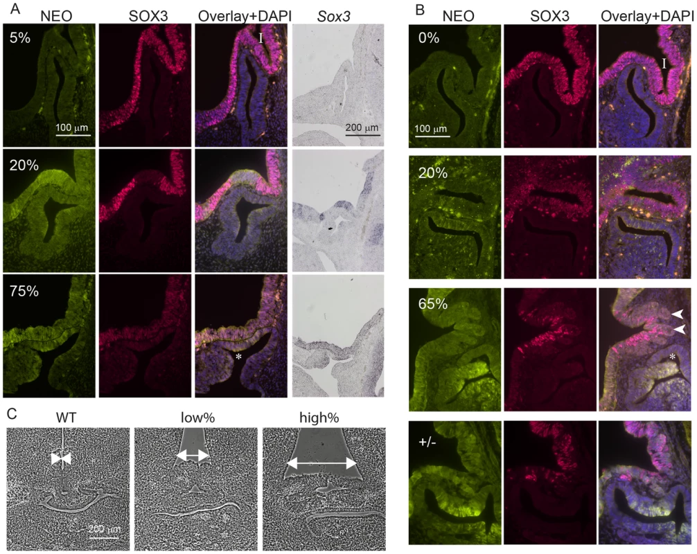 <i>Sox3</i>-26ala cells cause pituitary defects indistinguishable from <i>Sox3</i>-null cells.
