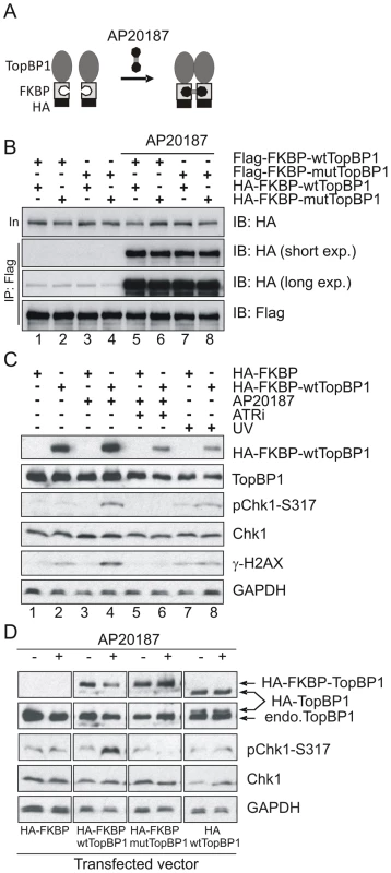 Inducible dimerization of TopBP1 activates ATR-Chk1.
