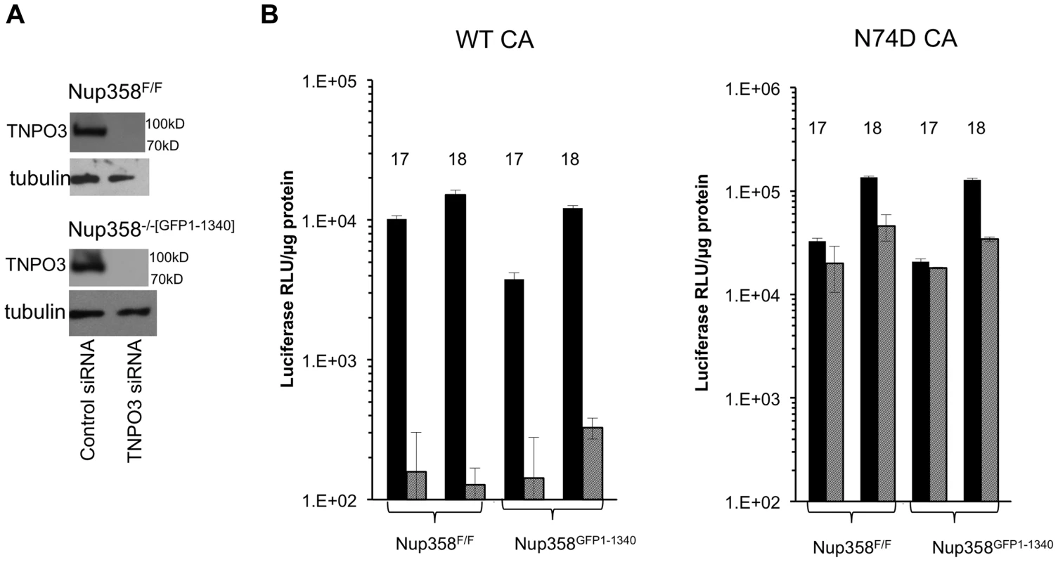 HIV-1 TNPO3 dependence is the same in human and mouse cells.