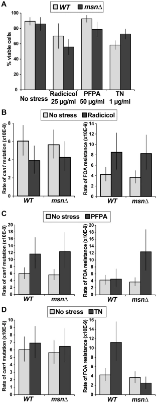 Different types of proteotoxic stress have different consequences on promoting formation canavanine-resistant versus FOA-resistant mutants and differentially involve Msn2-Msn4.