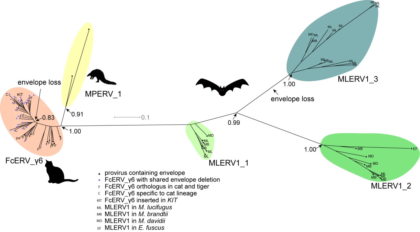 Phylogenetic analysis of MLERV1, FcERV_γ6, MPERV1 families.