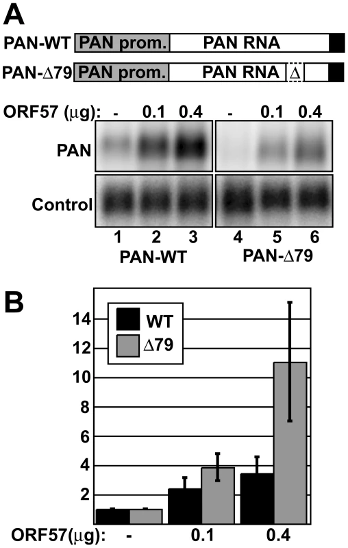ORF57 preferentially enhances the levels of an unstable nuclear RNA.