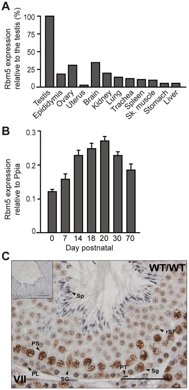 <i>Rbm5</i> mRNA is highly expressed in the testis where the protein localises in somatic and germ cells.