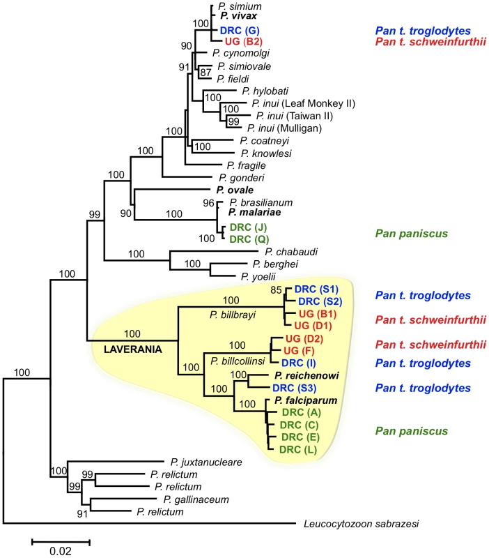 Phylogenetic tree of <i>Plasmodium</i> based on mitochondrial genomes.