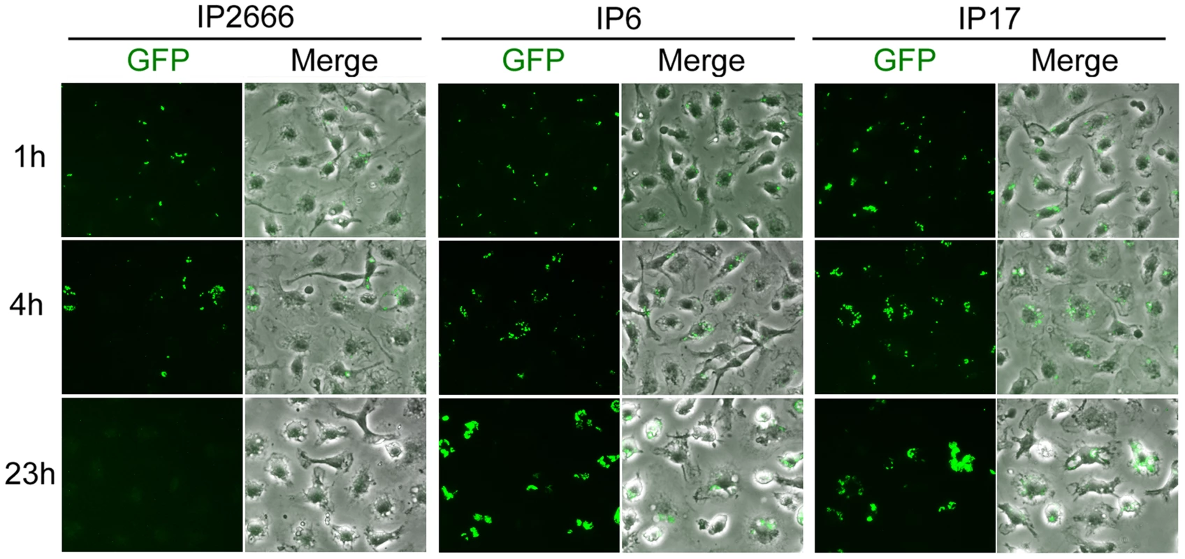 Comparison of different <i>Y. pseudotuberculosis</i> strains for survival inside macrophages as determined by fluorescence microcopy.