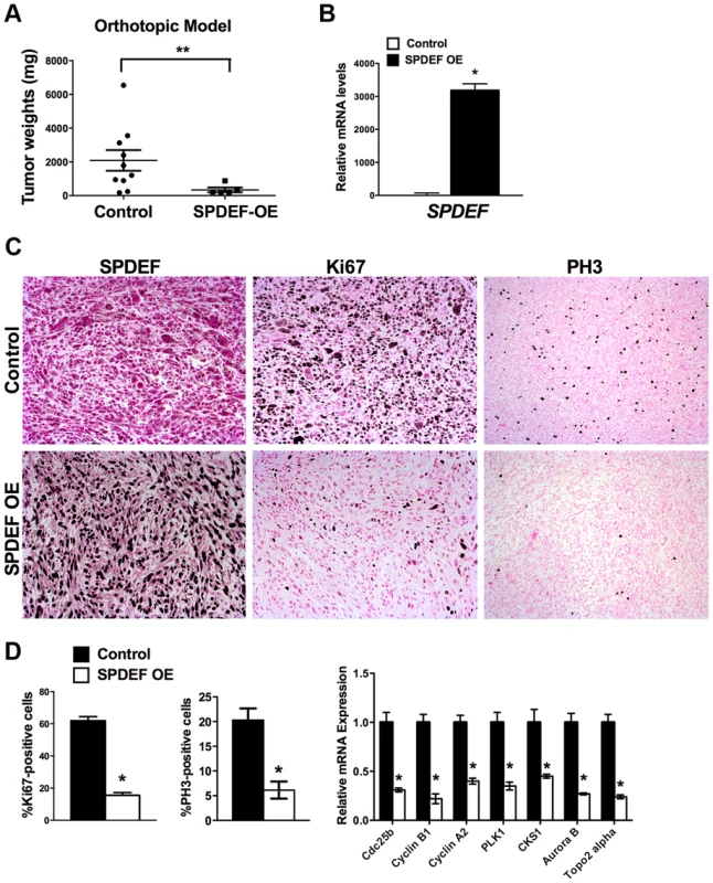 Expression of SPDEF in prostate adenocarcinoma cells decreased prostate carcinogenesis in orthotopic model.