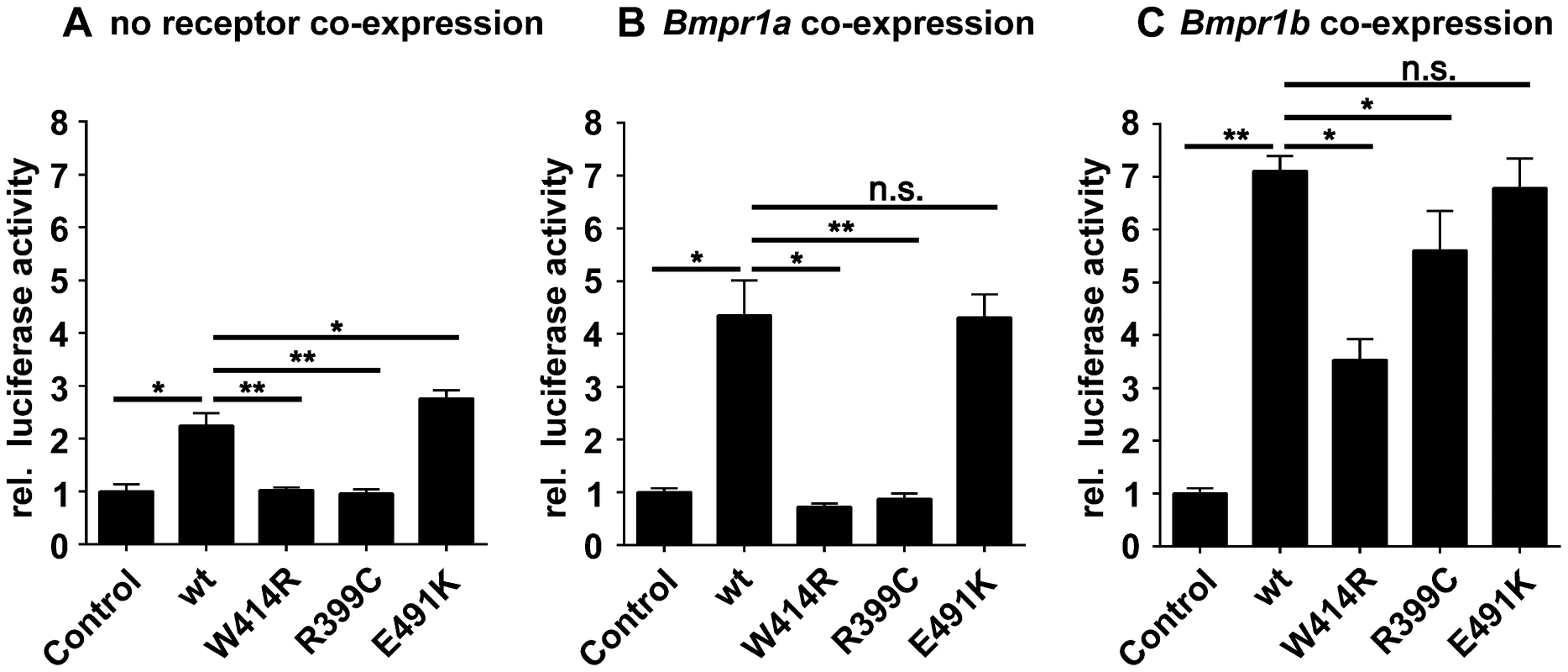GDF5<sup>W414R</sup> shows impaired Bmpr1a signaling in a SBE-Luciferase reporter gene assay.
