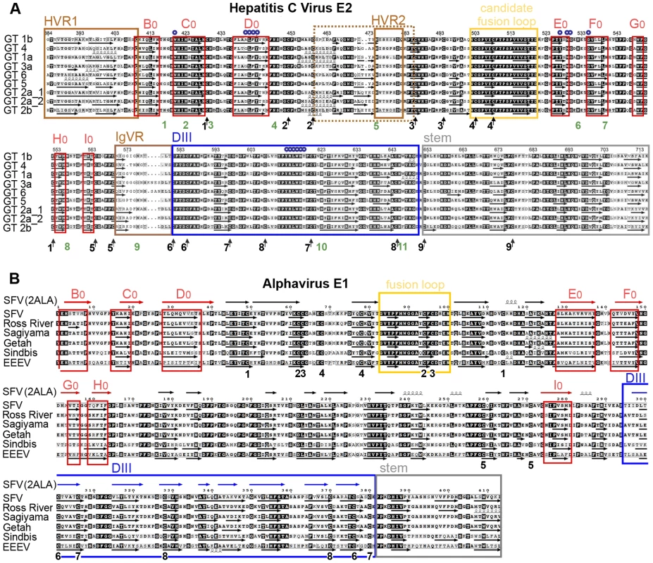Amino acid sequence alignments and secondary structure predictions.