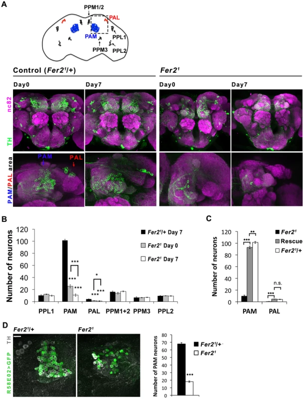 Selective loss of PAM and PAL cluster DA neurons in the <i>Fer2</i> extreme hypomorphic mutants.