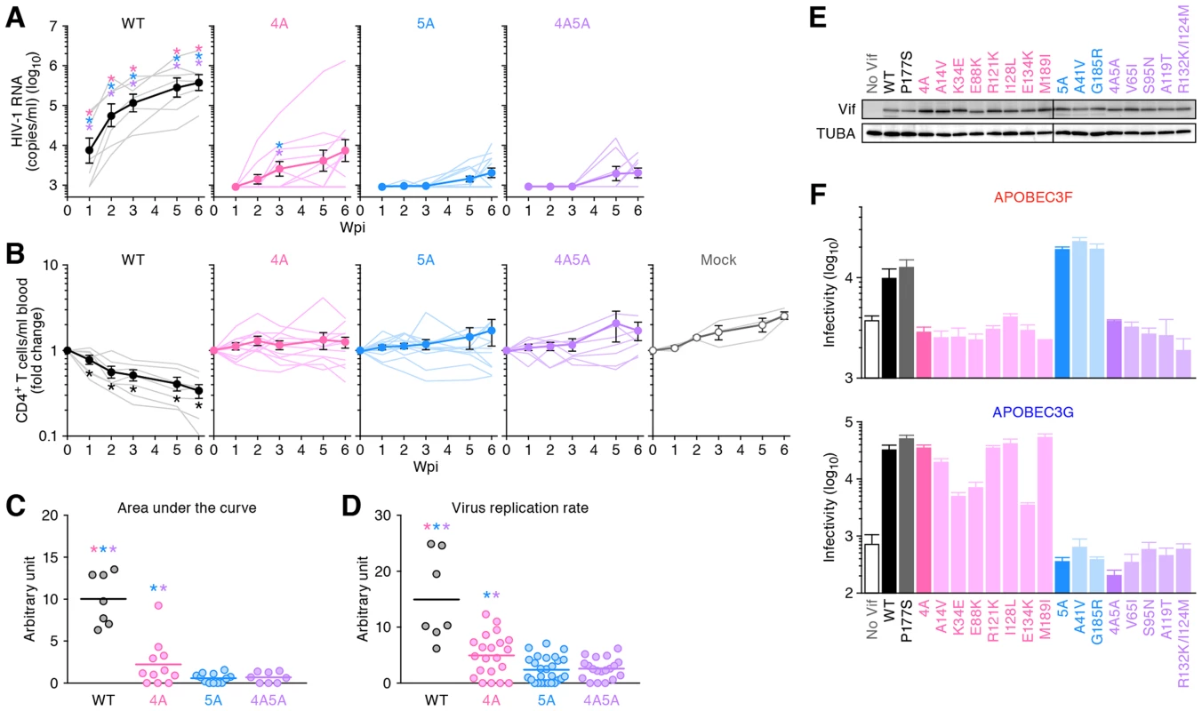 Dynamics of HIV-1 <i>vif</i> mutant infection in humanized mice.