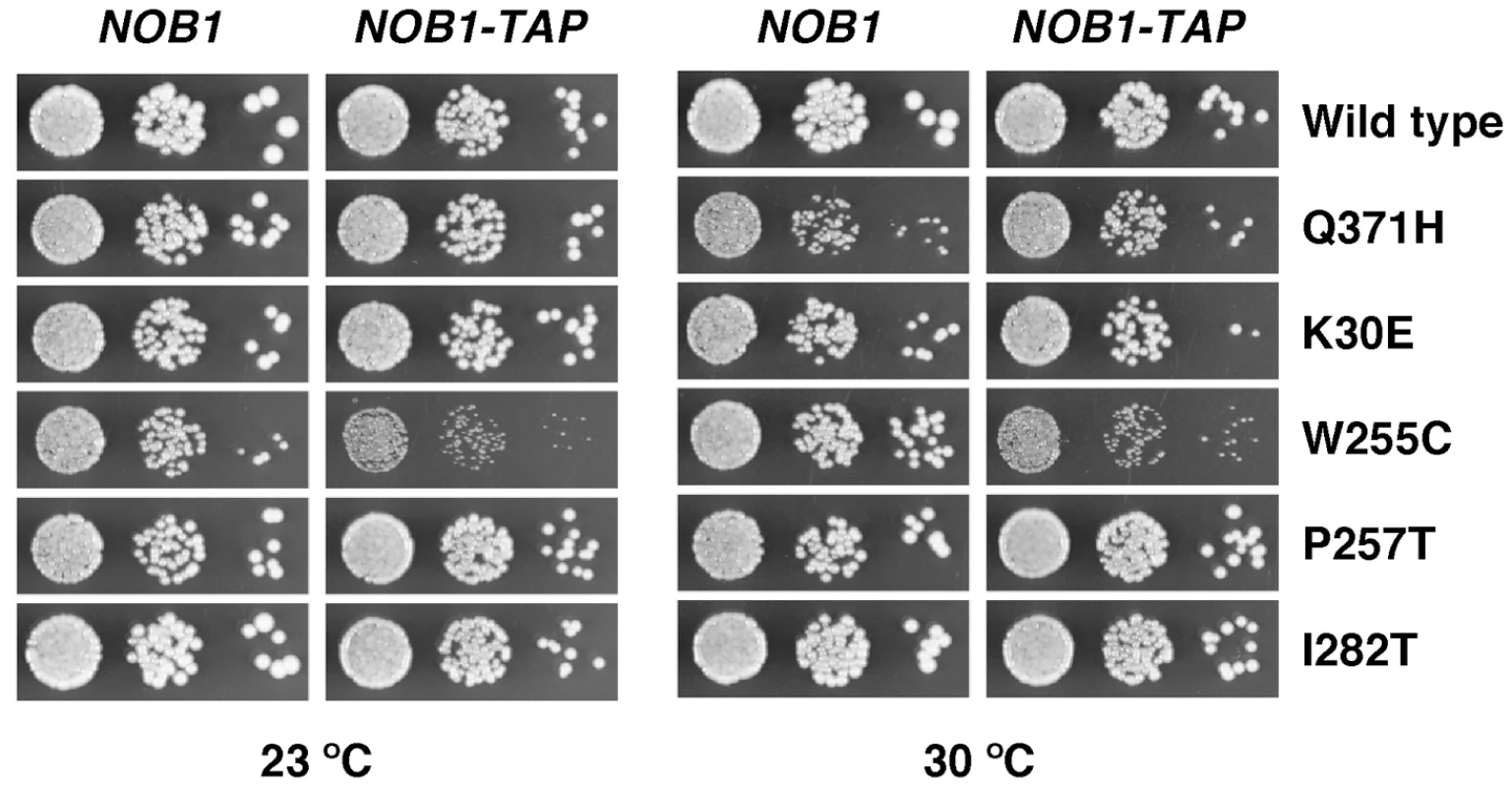 Synthetic enhancement of the slow-growth phenotype of the <i>rpl3</i>[W255C] mutant by the <i>NOB1</i>-TAP allele.