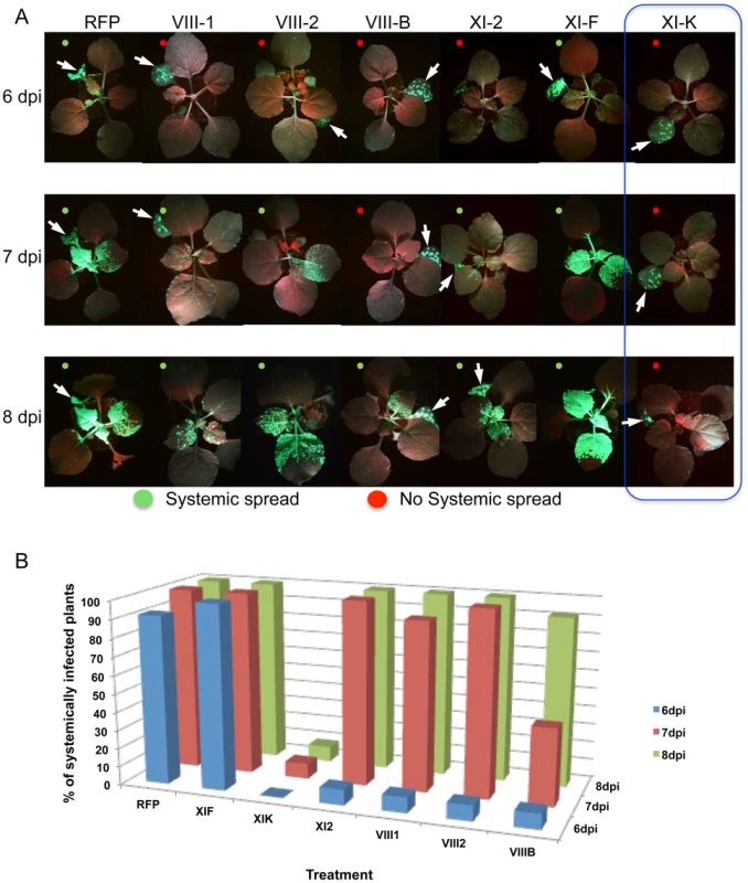 Transient expression of specific myosin tails in the inoculated leaf delays or inhibits the onset of systemic spread of TMV-GFP-JL24.