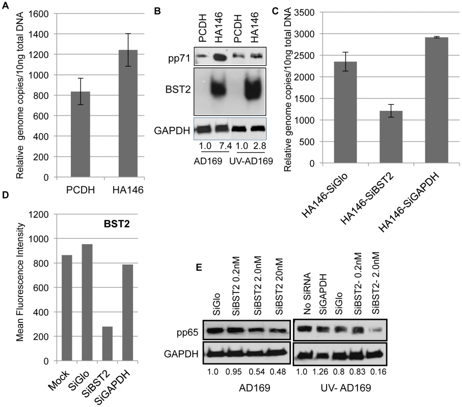 BST2/Tetherin enhances HCMV entry into fibroblasts.