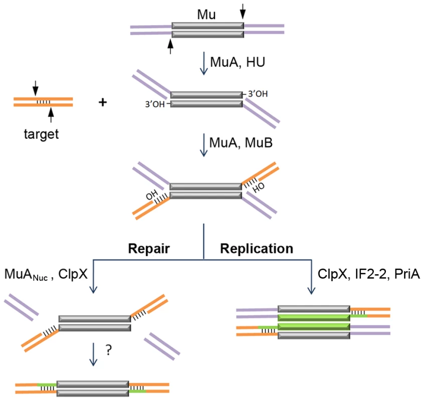 Known steps in replicative and non-replicative (repair) pathways of Mu transposition.