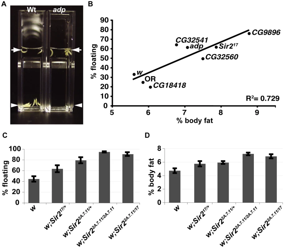 A buoyancy-based screen identifies a role for Sir2 in regulating fat levels in Drosophila larvae.