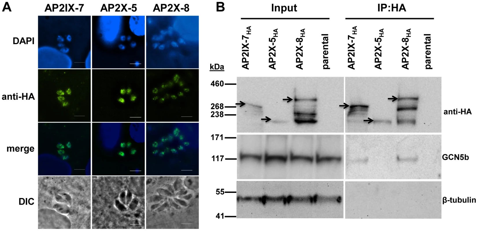 Reciprocal immunoprecipitation confirms the <i>in vivo</i> interaction of GCN5b with endogenously HA-tagged AP2IX-7 and AP2X-8.