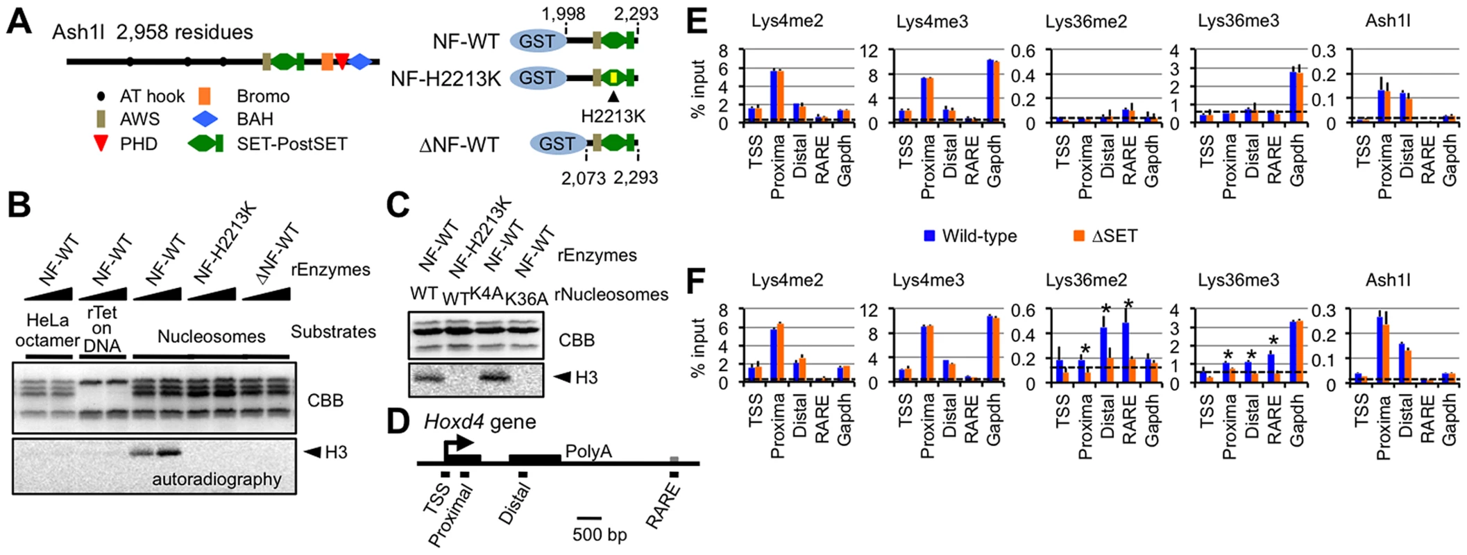 Ash1l specifically methylates Lys36 of histone H3 both <i>in vitro</i> and <i>in vivo</i>.