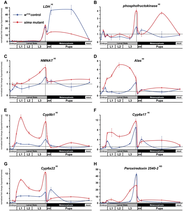 Temporal expression of HIF-independent hypoxic response genes.