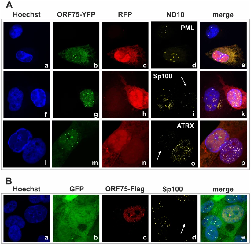 KSHV ORF75 colocalizes with ND10 in cells undergoing lytic replication.