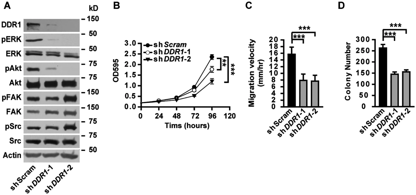 DDR1 is required for ERK activation, cell proliferation and migration in lung cancer cells.