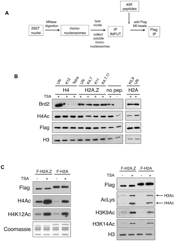 Acetylated H4 lysines are the primary binding sites for Brd2 and are enriched on H2A.Z nucleosomes.